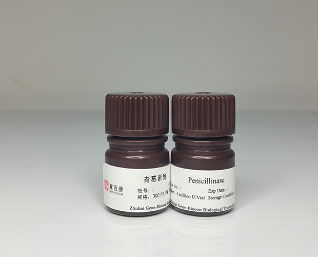 penicillinase genebiocon