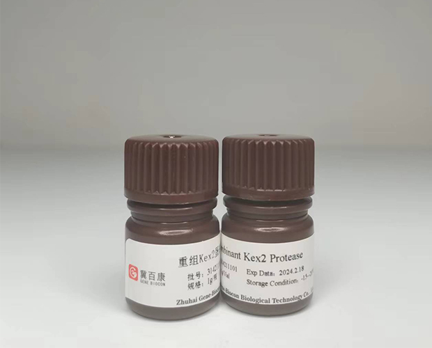 recombinant kex2 protease genebiocon