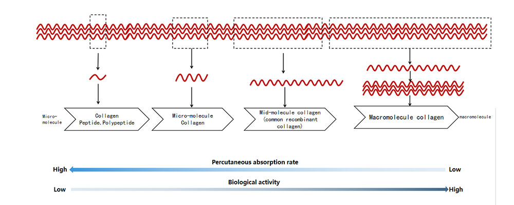 micro-peptide-repair.jpg