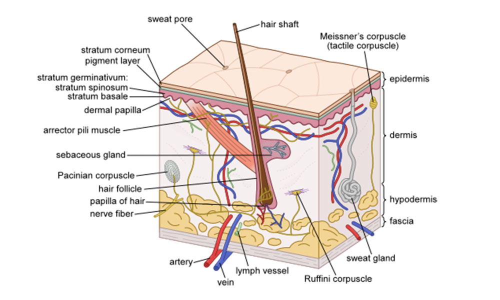 peptide-repair-rescue-treatment.jpg