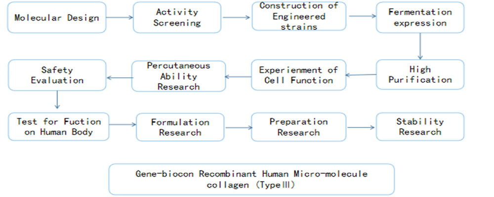 recombinant-human-micro-molecule-collagen-process.jpg